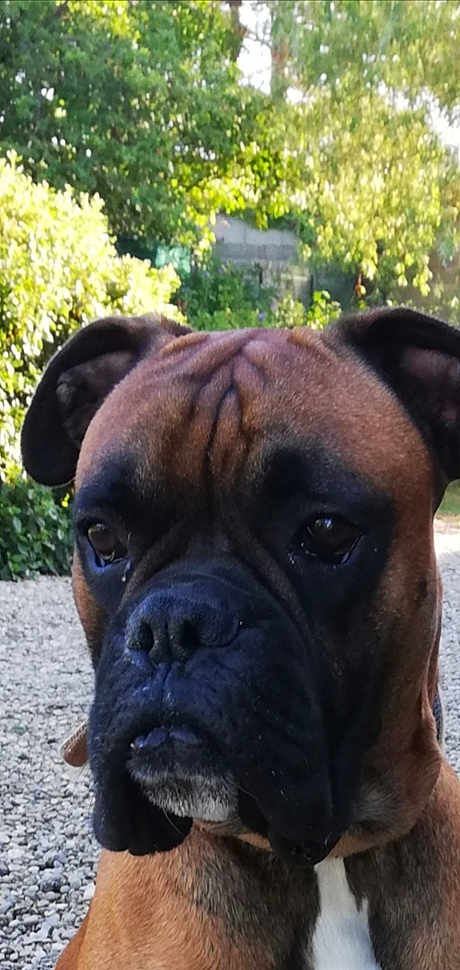 Mambo