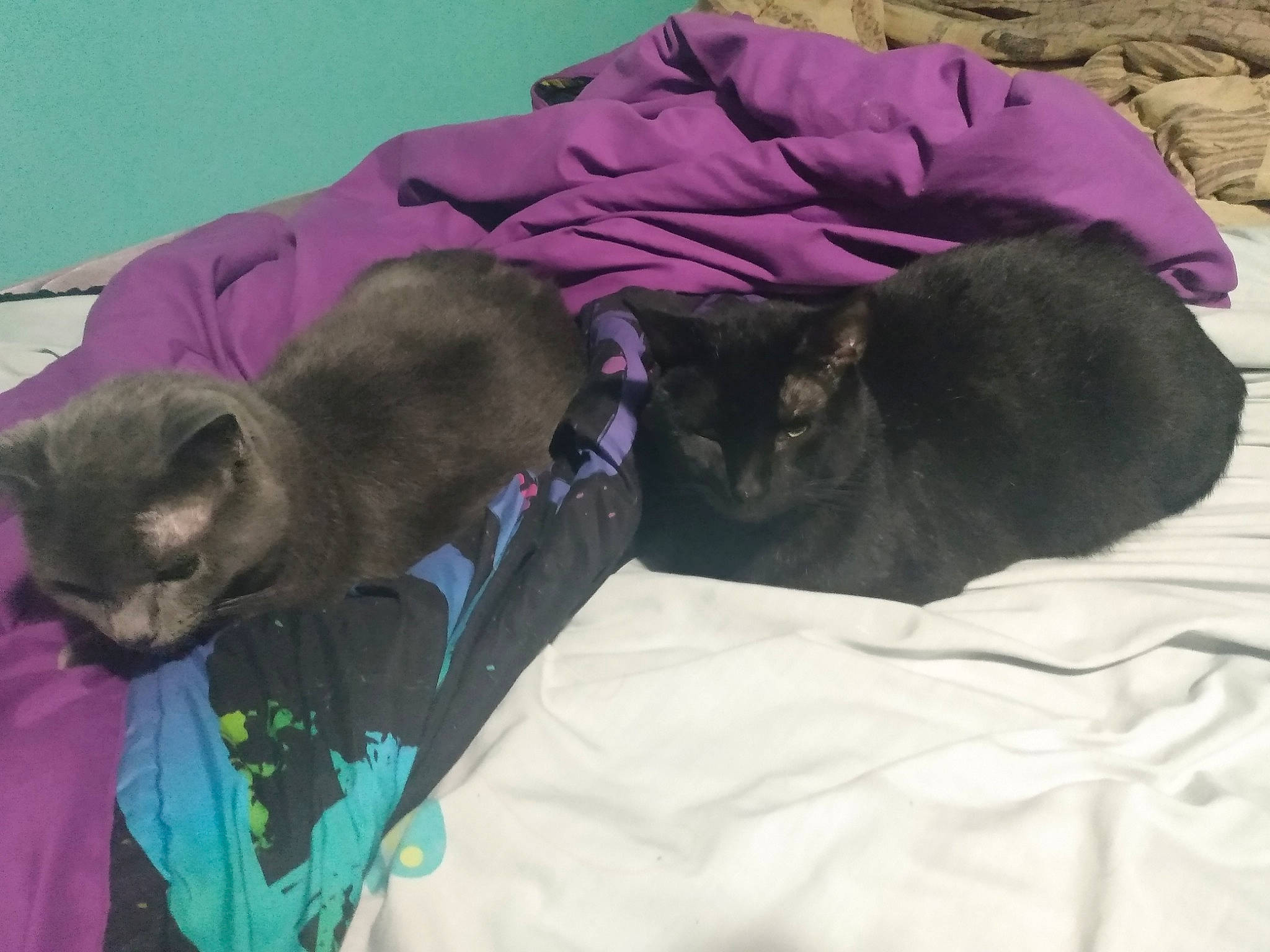 Hopemina is registered to the contest to win money with this photo: black_cat, british_shorthair, burmese, carnivore, cat, chartreux, felidae, fur, kitten, korat, nap, russian_blue, sleep, small_to_medium_sized_cats, tail, whiskers