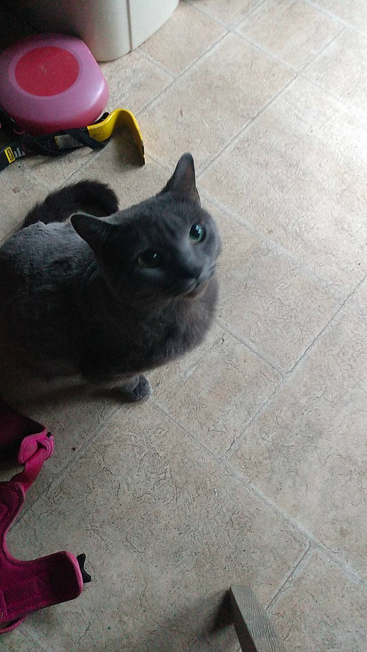 Hopemina joined the competition — help win amazing prizes! black_cat, british_shorthair, burmese, carnivore, cat, chartreux, domestic_short_haired_cat, felidae, kitten, korat, russian_blue, small_to_medium_sized_cats, tail, tile, whiskers