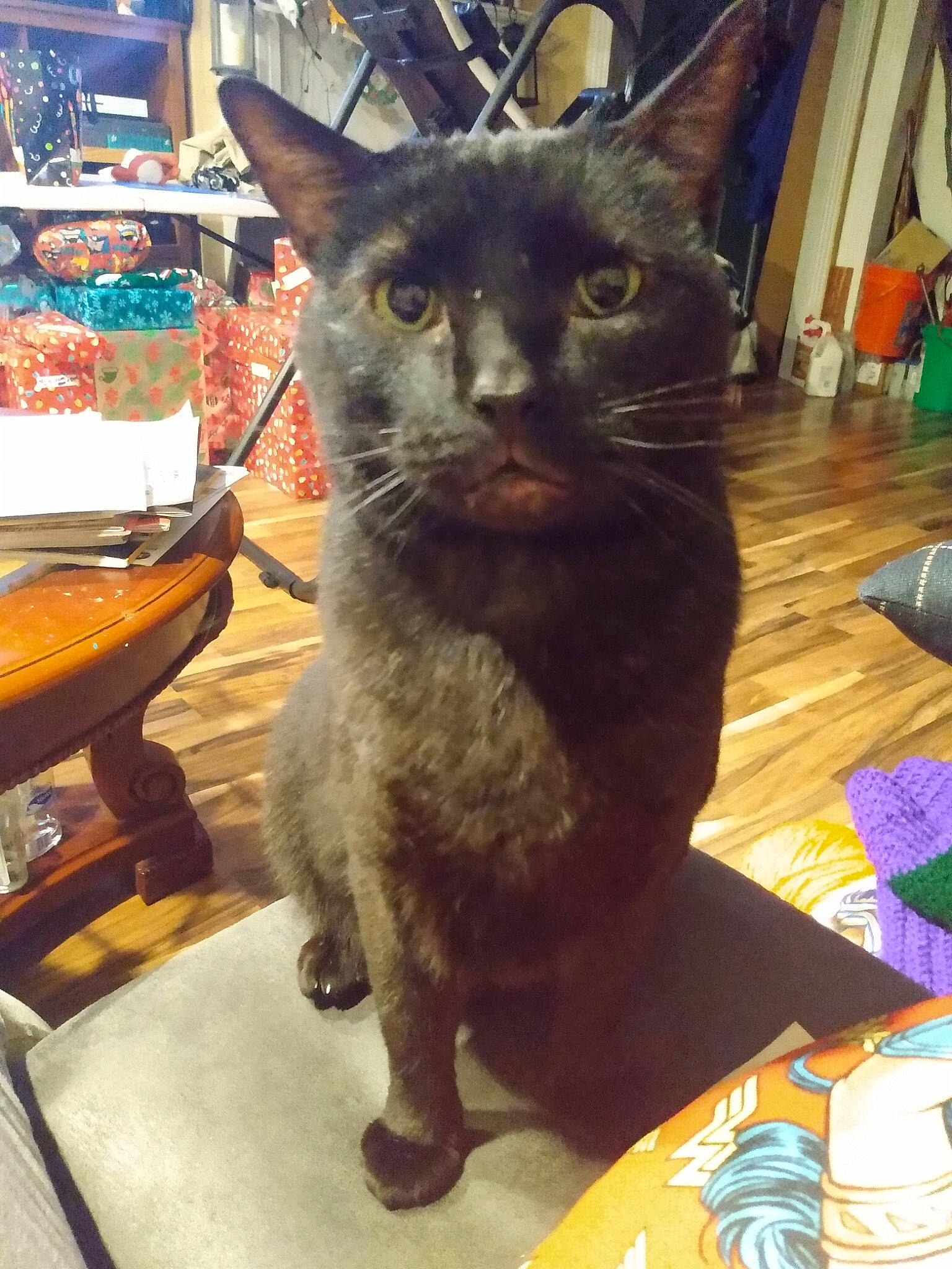 Baghera joined the competition — help win amazing prizes! asian, black_cat, carnivore, cat, chartreux, domestic_short_haired_cat, felidae, german_rex, korat, mammal, russian_blue, small_to_medium_sized_cats, whiskers