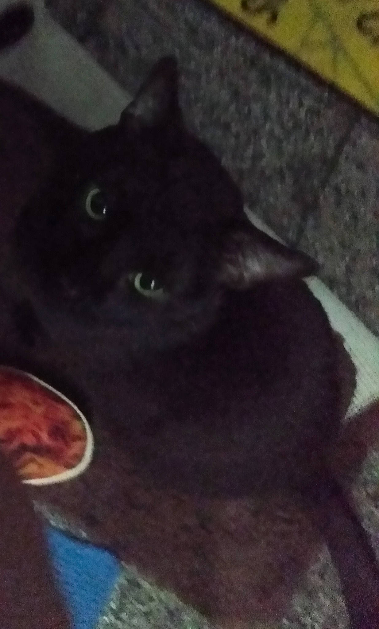 Baghera is registered to the contest to win money with this photo: black_cat, carnivore, cat, eye, felidae, korat, nose, small_to_medium_sized_cats, snout, tail, whiskers