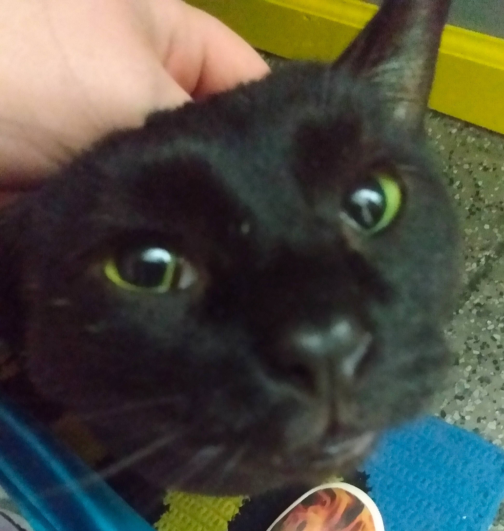 Baghera joined the competition — help win amazing prizes! asian, black_cat, bombay, british_shorthair, burmese, carnivore, cat, chartreux, domestic_short_haired_cat, eye, felidae, german_rex, havana_brown, korat, mammal, russian_blue, small_to_medium_sized_cats, snout, whiskers