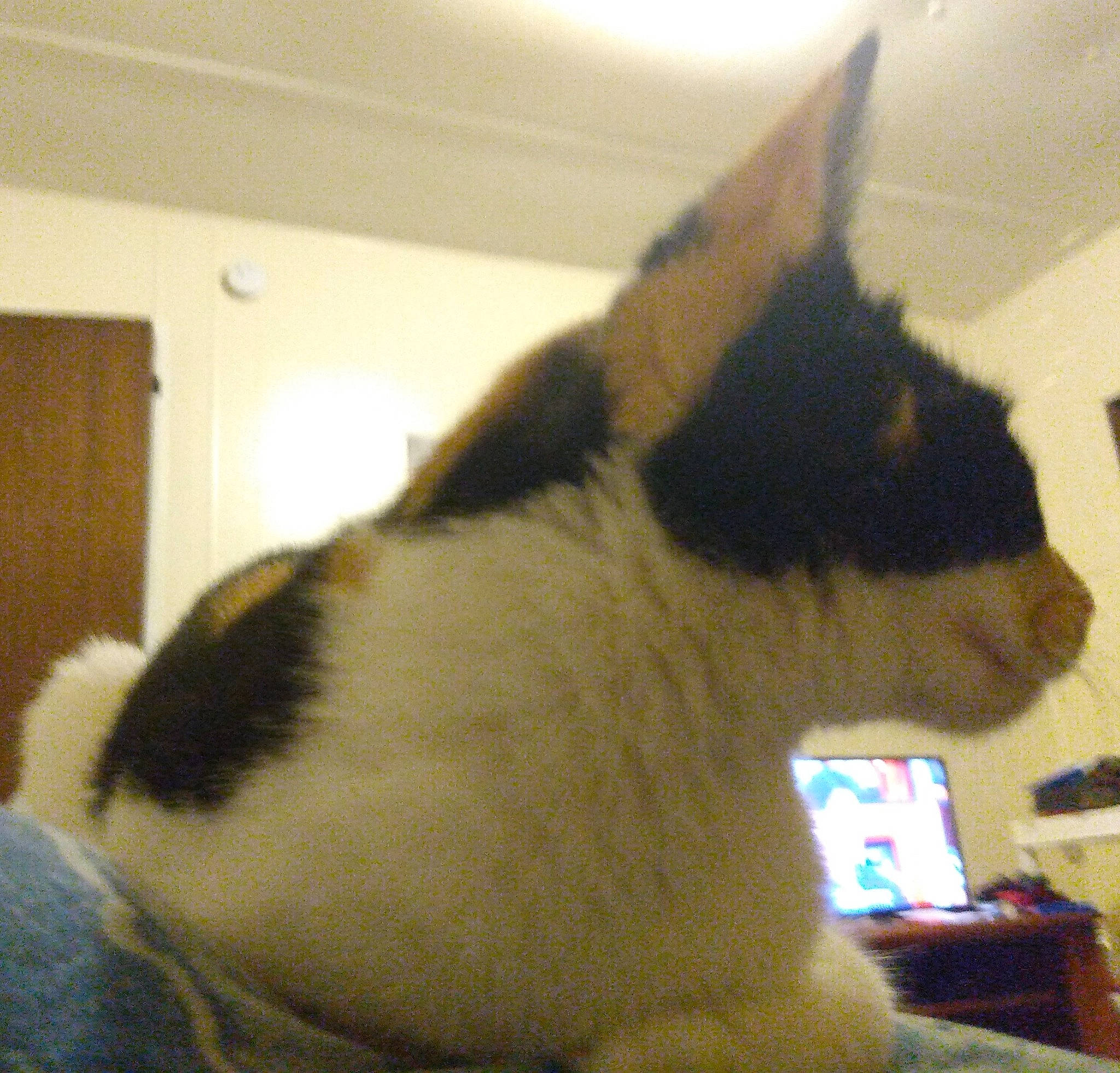 Navi joined the competition — help win amazing prizes! canidae, carnivore, cat, fawn, felidae, mammal, small_to_medium_sized_cats, snout, tail, whiskers