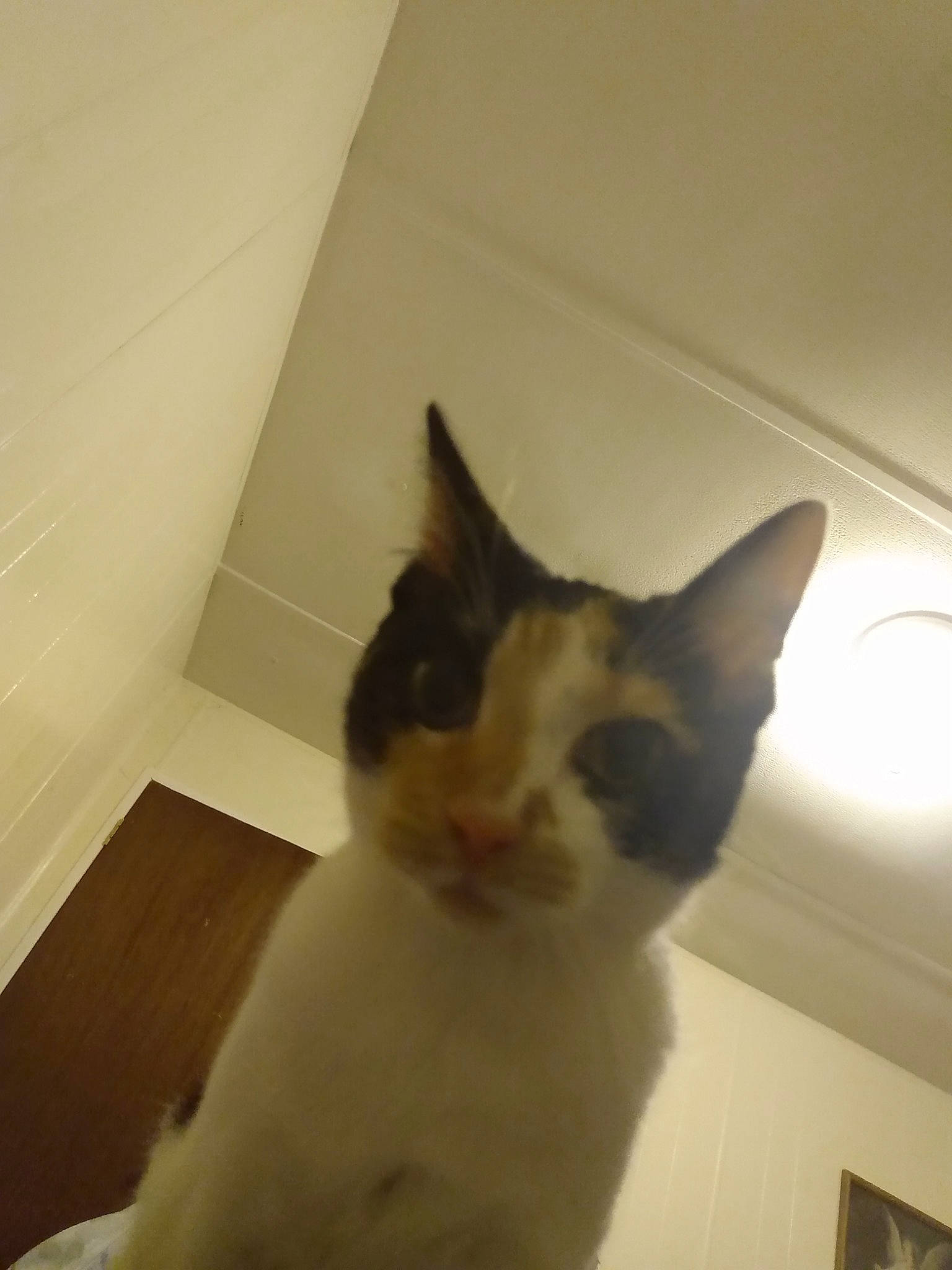 Navi joined the competition — help win amazing prizes! aegean_cat, balinese, carnivore, cat, ear, fawn, felidae, fur, kitten, ojos_azules, polydactyl_cat, small_to_medium_sized_cats, tail, whiskers