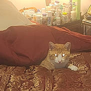 Garfield is registered to the contest to win money with this photo: cat, bed, blanket, patterned_bedspread, orange_cat, white_cat, indoor, nightstand, lamp, bottles, clutter, furniture, pet, resting, cozy, warm_lighting, reflection, animal, domestic, comfort