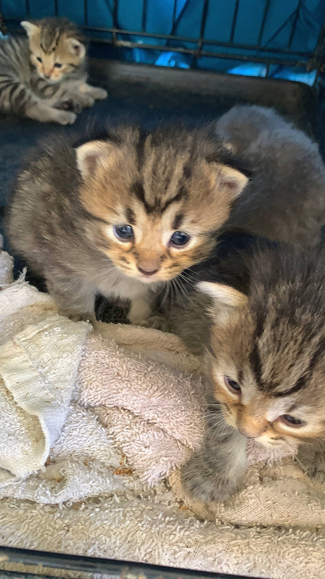 Mooshey is registered to the contest to win money with this photo: animal_shelter, carnivore, cat, claw, domestic_short_haired_cat, fawn, felidae, fur, paw, photo_caption, sitting, small_to_medium_sized_cats, snout, tail, terrestrial_animal, whiskers, wildlife, window, wood