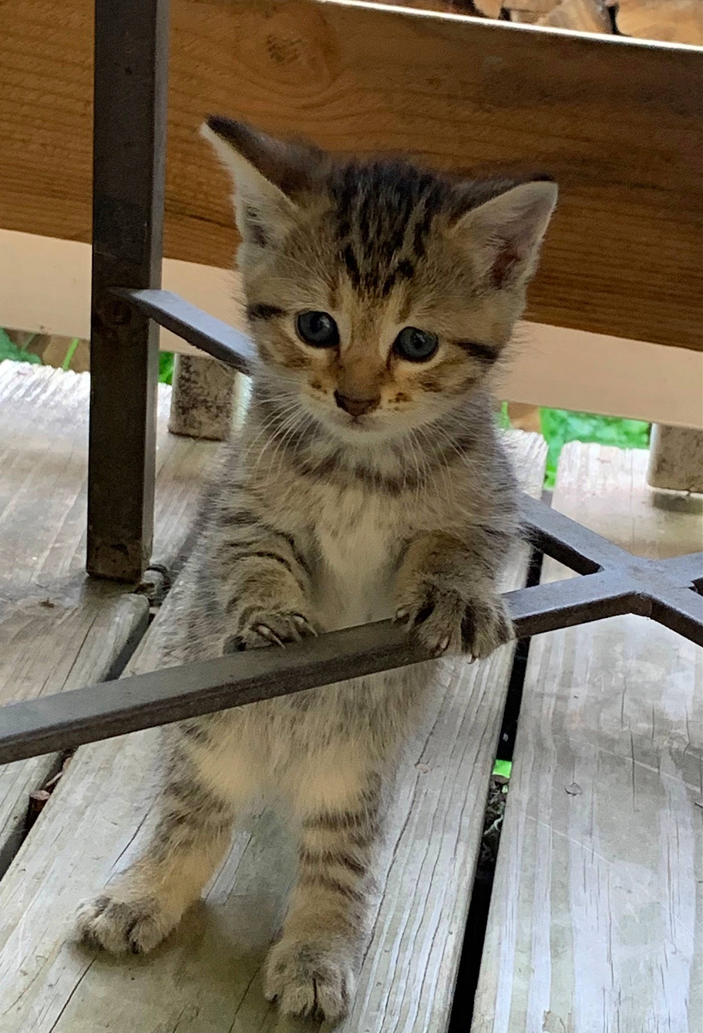 Mooshey is registered to the contest to win money with this photo: carnivore, cat, claw, domestic_short_haired_cat, felidae, foot, fur, paw, sitting, small_to_medium_sized_cats, snout, tail, terrestrial_animal, whiskers, wildlife, wood