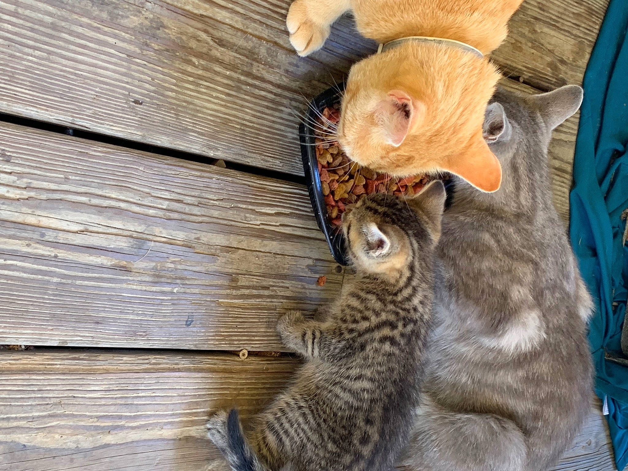 Mooshey is registered to the contest to win money with this photo: carnivore, cat, claw, comfort, domestic_short_haired_cat, fawn, felidae, fur, hardwood, mammal, natural_material, paw, plank, small_to_medium_sized_cats, snout, tail, tree, trunk, whiskers, wood