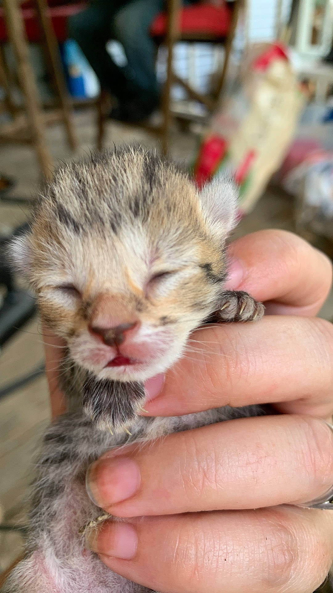 Mooshey joined the competition — help win amazing prizes! carnivore, chipmunk, claw, domestic_short_haired_cat, eastern_chipmunk, fawn, felidae, finger, fur, hand, nail, organ_mountains_chipmunk, rodent, small_to_medium_sized_cats, snout, squirrel, terrestrial_animal, thumb, tree, whiskers