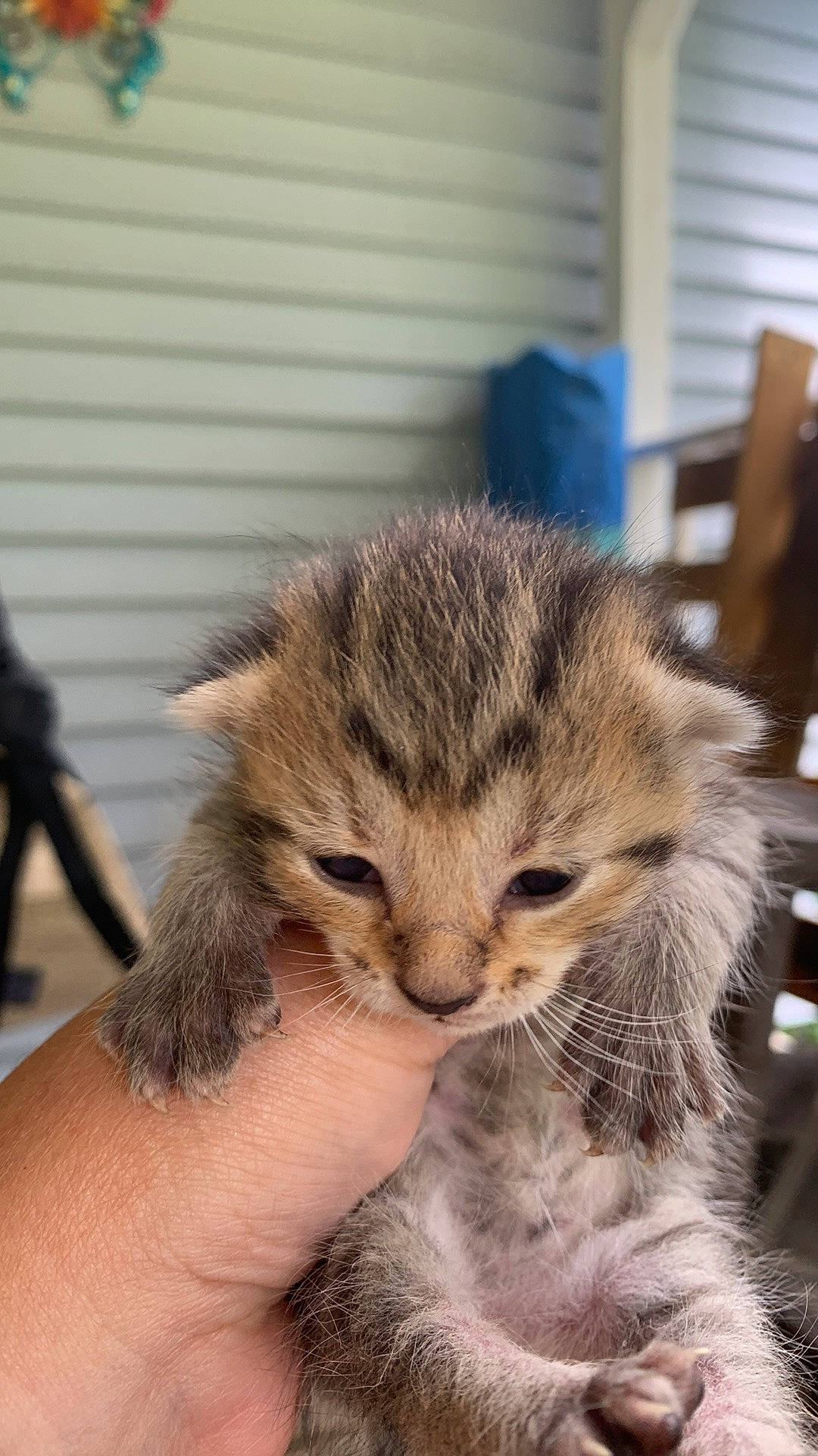 Mooshey joined the competition — help win amazing prizes! carnivore, cat, claw, comfort, domestic_short_haired_cat, fawn, felidae, fur, nap, paw, puppy, sleep, small_to_medium_sized_cats, tail, terrestrial_animal, whiskers, wildlife