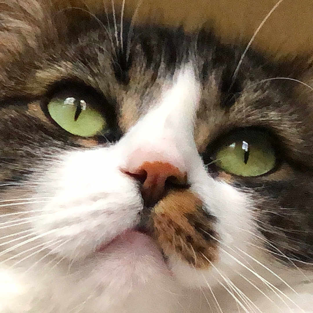 Plume a rejoint le concours — aidez-le/la à gagner de superbes lots ! animal, brown_fur, cat, close_up, curious, cute, ears, expression, face, feline, fur, green_eyes, indoor, mammal, nose, pet, portrait, tabby, whiskers, white_fur