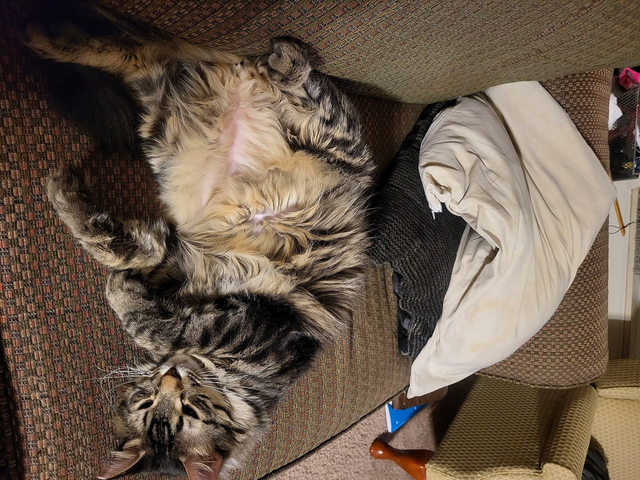 Goon joined the competition — help win amazing prizes! carnivore, cat, claw, comfort, domestic_short_haired_cat, fawn, felidae, foot, fur, grey, human_leg, nap, pattern, paw, small_to_medium_sized_cats, tail, terrestrial_animal, textile, whiskers, wood