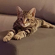 Pistache participe au concours pour gagner de l'argent avec cette photo : animal, cat, couch, cute, domestic, ears, feline, fur, home, indoor, kitten, laying, mammal, paws, pet, relaxed, striped, tabby, whiskers, young