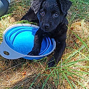 Nala participe au concours pour gagner de l'argent avec cette photo : puppy, dog, black_dog, water_bowl, outdoor, grass, wet, pet, young_dog, nature, animal, summer, cute, playful, closeup, collapsible_bowl, paw, sunlight, curious, resting