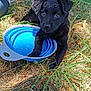 puppy, dog, black_dog, water_bowl, outdoor, grass, wet, pet, young_dog, nature, animal, summer, cute, playful, closeup, collapsible_bowl, paw, sunlight, curious, resting