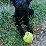puppy, black_dog, tennis_ball, grass, outdoor, pet, animal, playful, cute, young_dog, nature, fur, paw, ground, greenery, adorable, mammal, canine, toy, eyes