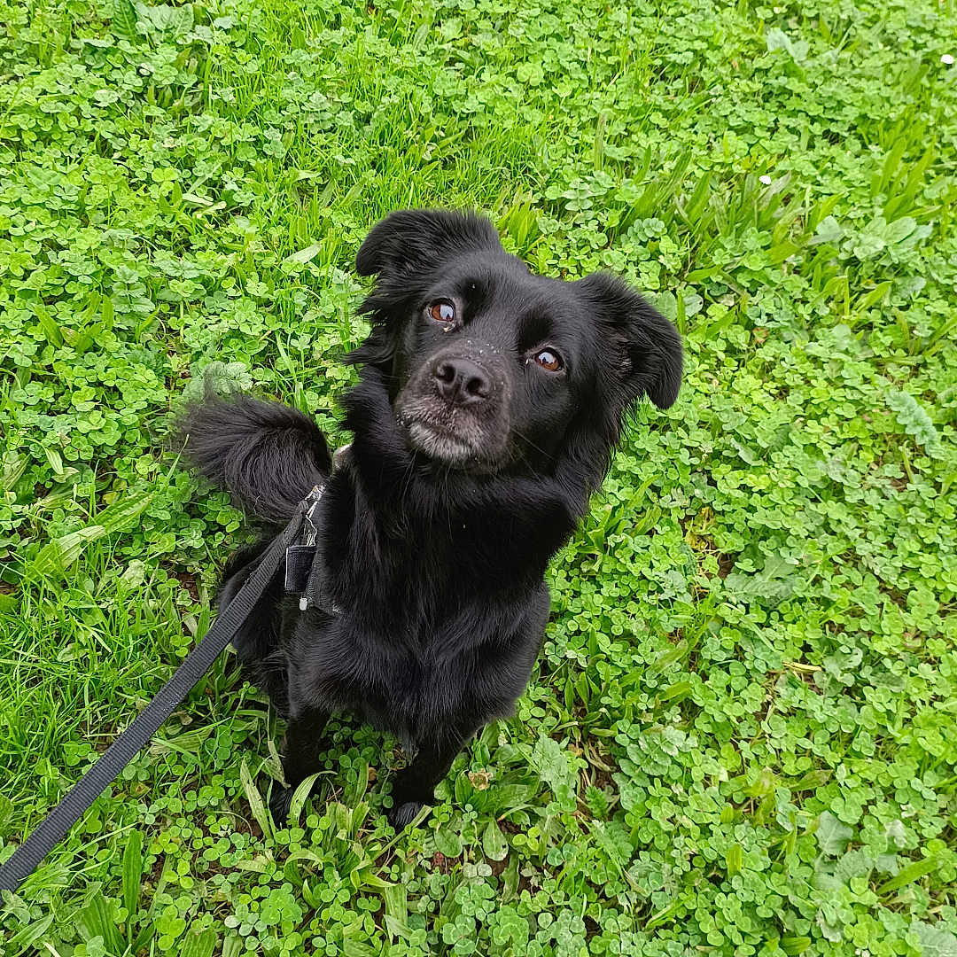 Nala participe au concours pour gagner de l'argent avec cette photo : animal, black_dog, canine, clover, curious, dog, ears, eyes, field, fur, grass, greenery, harness, leash, looking_up, nature, outdoor, pet, playful, sitting