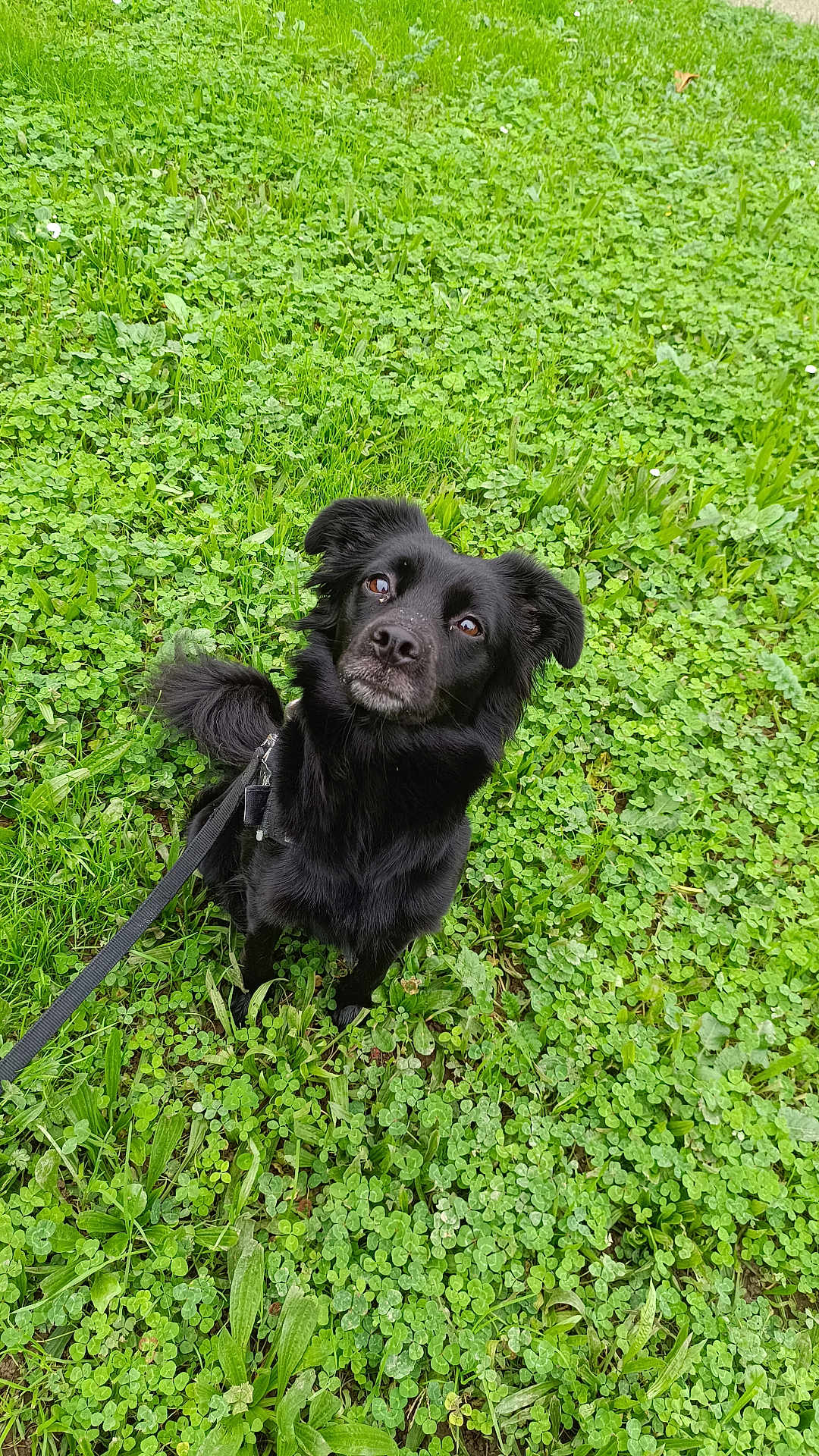 Nala