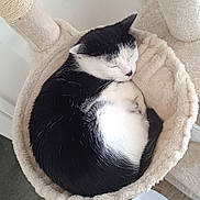 Oreo participe au concours pour gagner de l'argent avec cette photo : cat, black_and_white, sleeping, cat_hammock, scratching_post, indoor, feline, pet, cozy, curled_up, resting, wooden_floor, water_fountain, animal, nap, fur, peaceful, quiet, home, soft