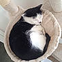 cat, black_and_white, sleeping, cat_hammock, scratching_post, indoor, feline, pet, cozy, curled_up, resting, wooden_floor, water_fountain, animal, nap, fur, peaceful, quiet, home, soft