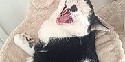 Oreo a rejoint le concours — aidez-le/la à gagner de superbes lots ! cat, black_and_white, yawning, cat_bed, scratching_post, indoor, pet, feline, fur, whiskers, claws, relaxed, sleepy, cozy, animal, paw, tongue, teeth, cute, resting