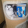 cat, black_and_white_cat, cat_tree, pet, indoor, feline, oreo_box, cookie_box, cozy, fur, whiskers, paw, resting, curious, home, carpet, wood_floor, cute, animal, compartment
