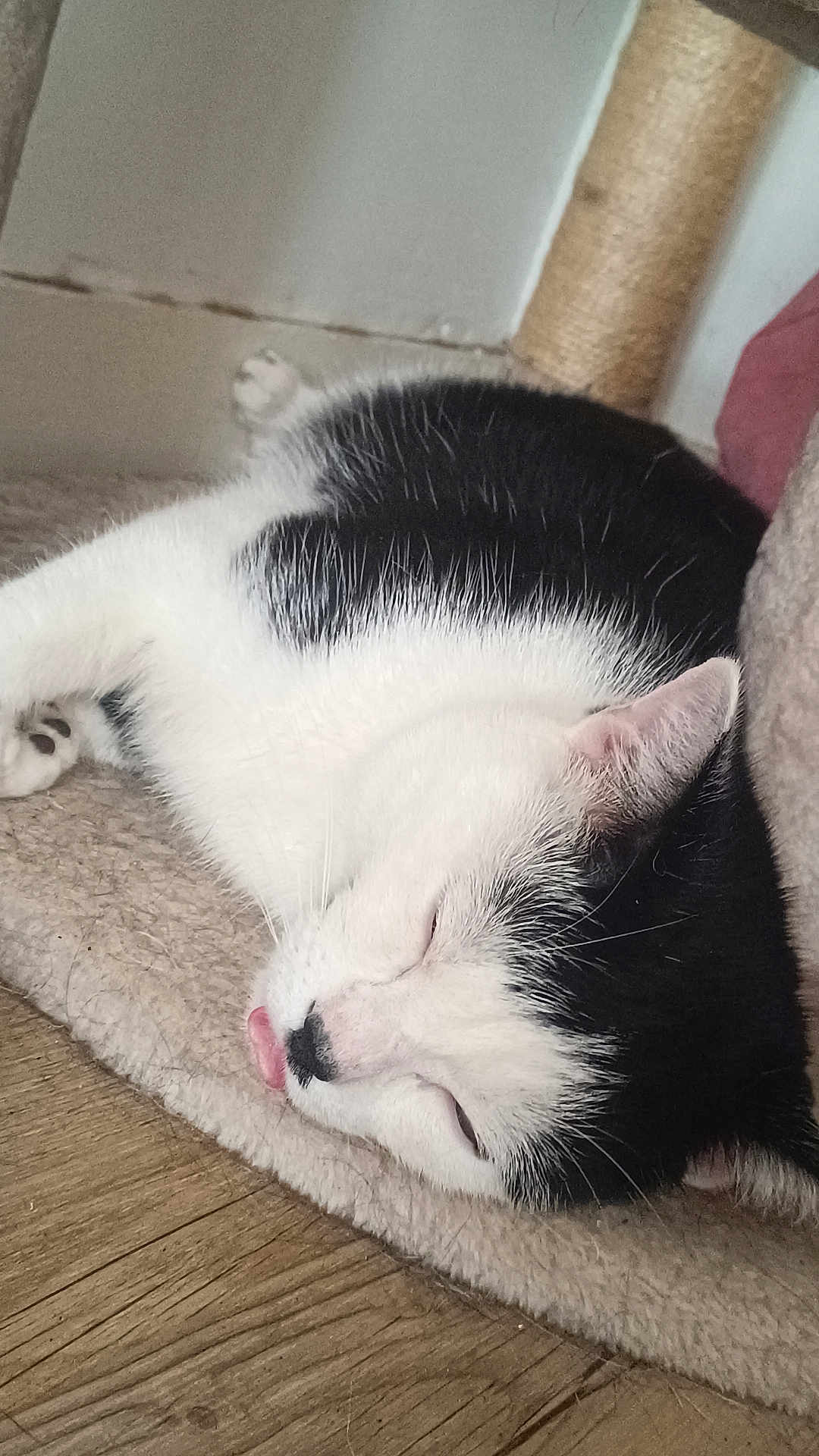 Oreo