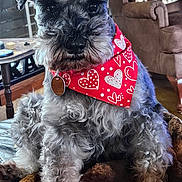 Buddy joined the competition — help win amazing prizes! dog, schnauzer, pet, bandana, red_bandana, heart_pattern, close_up, portrait, indoors, living_room, blanket, couch, armchair, fur, whiskers, collar, id_tag, paws, cute, alert