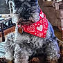 dog, schnauzer, pet, bandana, red_bandana, heart_pattern, close_up, portrait, indoors, living_room, blanket, couch, armchair, fur, whiskers, collar, id_tag, paws, cute, alert