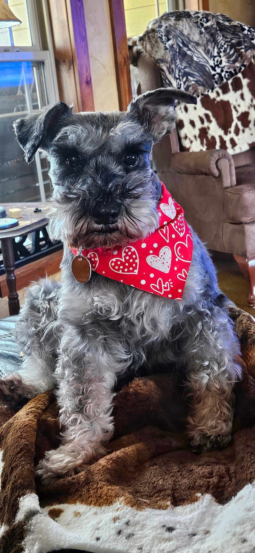 Buddy joined the competition — help win amazing prizes! dog, schnauzer, pet, bandana, red_bandana, heart_pattern, close_up, portrait, indoors, living_room, blanket, couch, armchair, fur, whiskers, collar, id_tag, paws, cute, alert