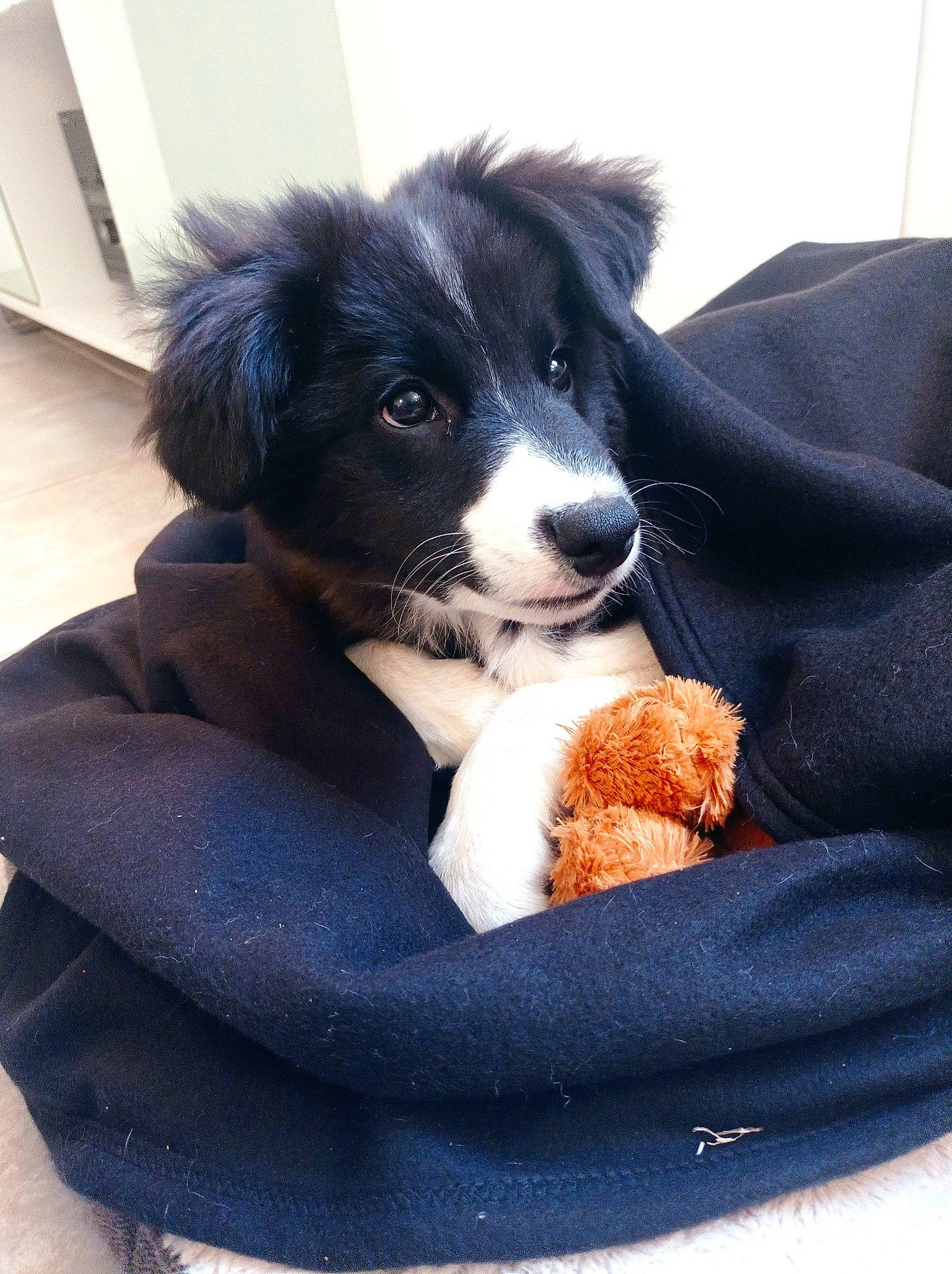 Railhey a rejoint le concours — aidez-le/la à gagner de superbes lots ! border_collie, bowl, canidae, carnivore, comfort, comfort_food, companion_dog, dog, dog_breed, fur, herding_dog, paw, puppy, recipe, snout, sporting_group, toy_dog, whiskers, working_animal, working_dog