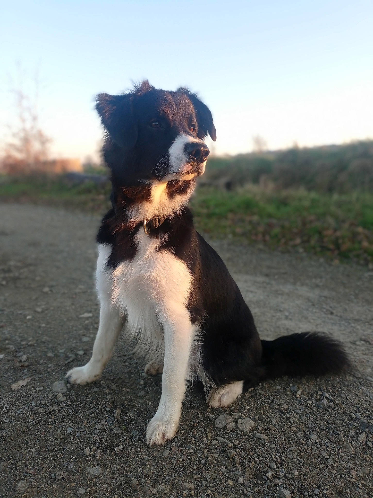Railhey participe au concours pour gagner de l'argent avec cette photo : australian_shepherd, border_collie, canidae, carnivore, companion_dog, dog, dog_breed, fawn, fur, herding_dog, landscape, plant, sky, snout, soil, sporting_group, tail, whiskers, working_animal, working_dog