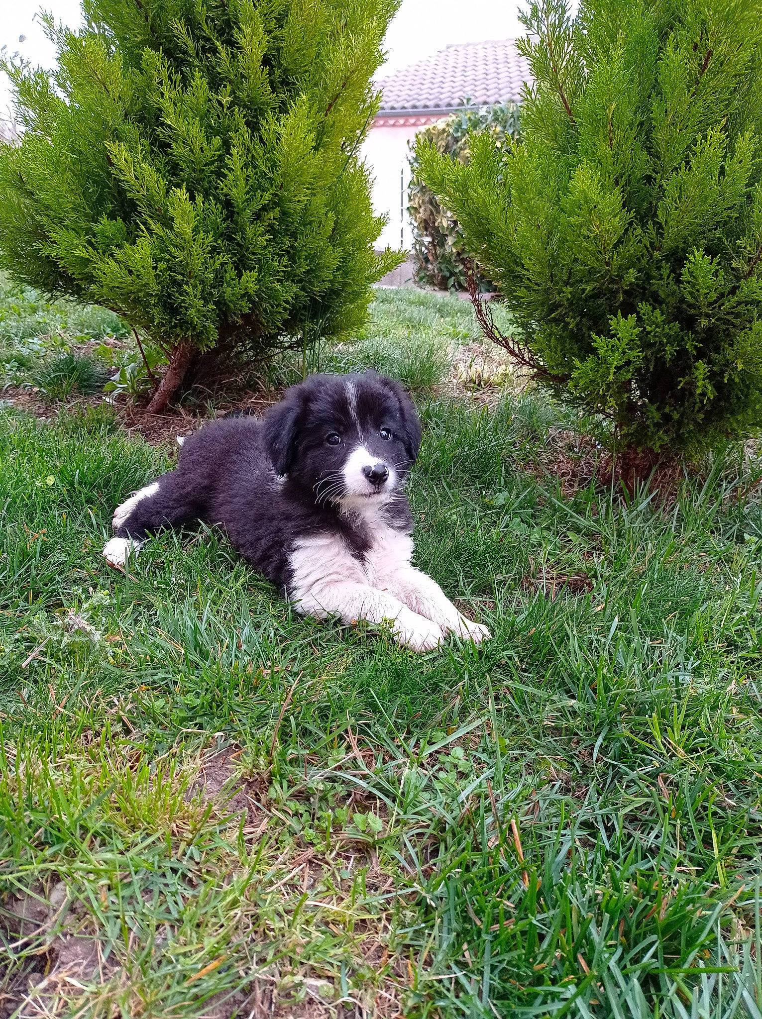 Railhey participe au concours pour gagner de l'argent avec cette photo : canidae, carnivore, companion_dog, dog, dog_breed, fur, garden, grass, groundcover, gun_dog, plant, pont_audemer_spaniel, shrub, sporting_group, tail, terrestrial_animal, terrier, tree, water_dog, working_animal