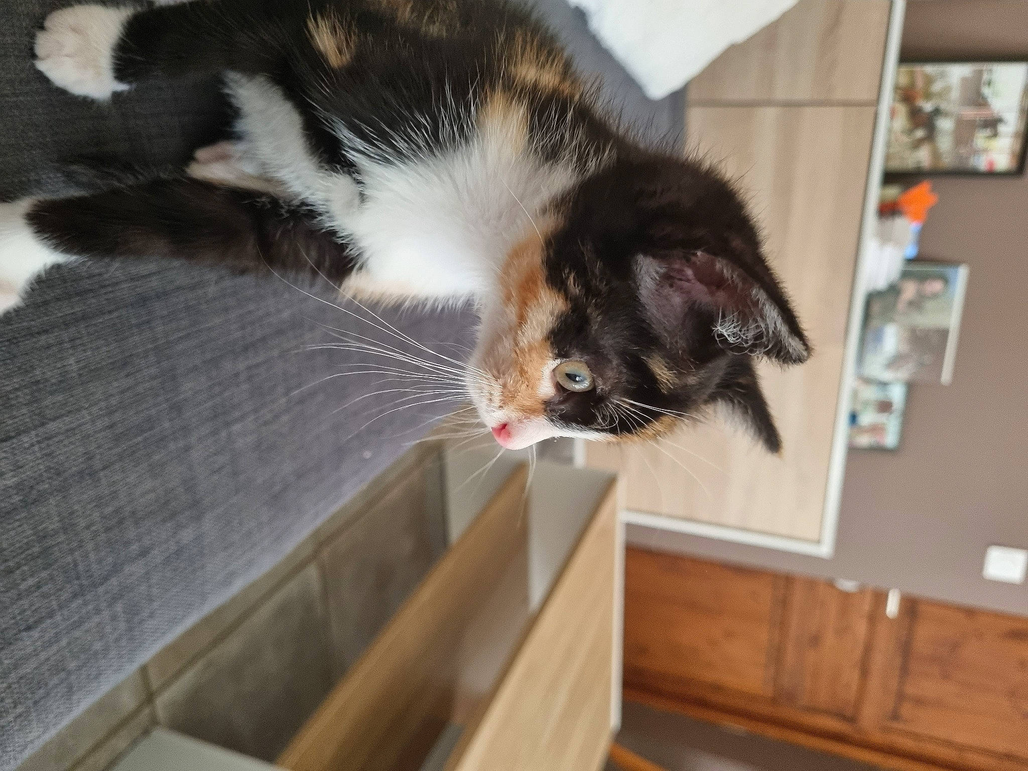 Nala participe au concours pour gagner de l'argent avec cette photo : carnivore, cat, domestic_short_haired_cat, felidae, flooring, fur, hardwood, porch, room, small_to_medium_sized_cats, tail, whiskers, wood, wood_stain