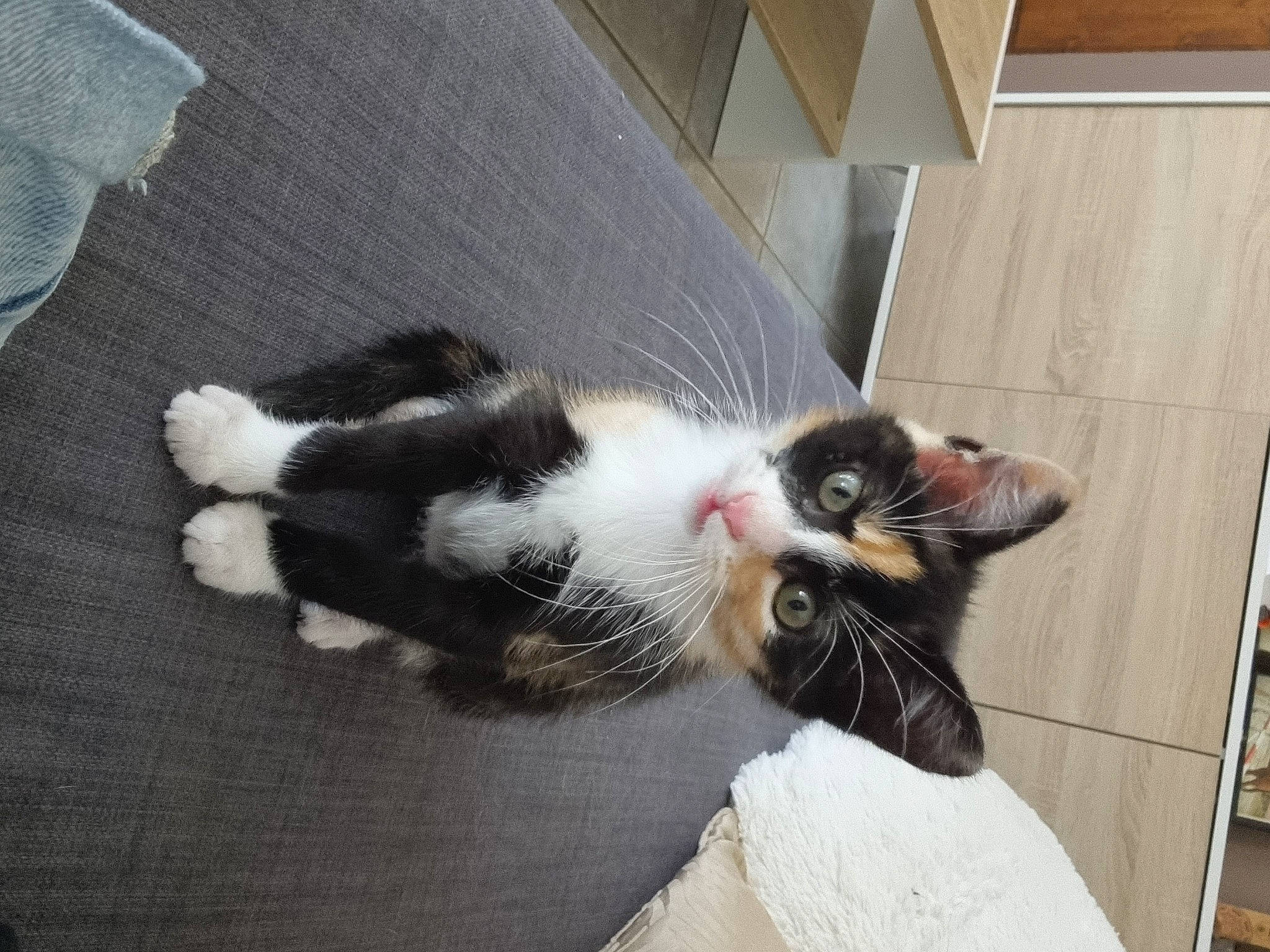 Nala a rejoint le concours — aidez-le/la à gagner de superbes lots ! carnivore, cat, claw, comfort, domestic_short_haired_cat, felidae, flooring, foot, fur, hardwood, paw, small_to_medium_sized_cats, tail, whiskers, wood