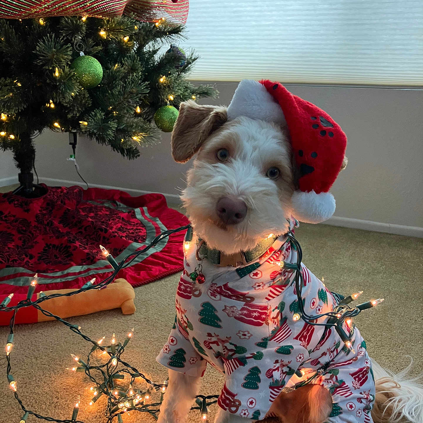 Ralphie joined the competition — help win amazing prizes! animal, architecture, building, canine, clothing, dog, face, furniture, hat, head, indoors, lighting, livingroom, person, photography, plant, portrait, pottedplant, room, tree