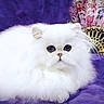 adorable, animal, cat, closeup, cute, decorative_fan, domestic_cat, eyes, feline, fluffy, fur, indoor, long_hair, pet, portrait, purple_background, resting, small, soft, white_cat