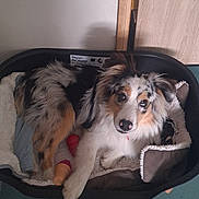 Aïko a rejoint le concours — aidez-le/la à gagner de superbes lots ! dog, pet_basket, toy, floor, fur, indoor, animal, relaxing, cozy, plush, tricolor, chew_toy, looking, laying, comfortable, home, cute, ears, nose, bed