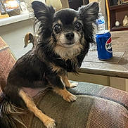 Lulu is registered to the contest to win money with this photo: armrest, black_and_tan, chihuahua, companion_animal, couch, curious, dog, domestic, ears, furniture, indoor, kitchen, living_room, long_hair, looking_at_camera, pepsi_can, pet, small_dog, table, water_bottle