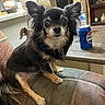 armrest, black_and_tan, chihuahua, companion_animal, couch, curious, dog, domestic, ears, furniture, indoor, kitchen, living_room, long_hair, looking_at_camera, pepsi_can, pet, small_dog, table, water_bottle