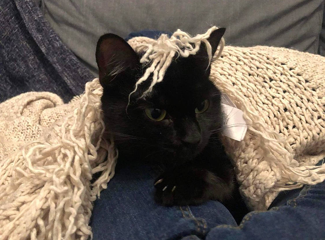 Lydie a rejoint le concours — aidez-le/la à gagner de superbes lots ! black_cat, carnivore, cat, comfort, domestic_short_haired_cat, ear, fashion_accessory, fawn, felidae, fur, grey, hat, linens, small_to_medium_sized_cats, tail, textile, thread, whiskers, wool, woolen