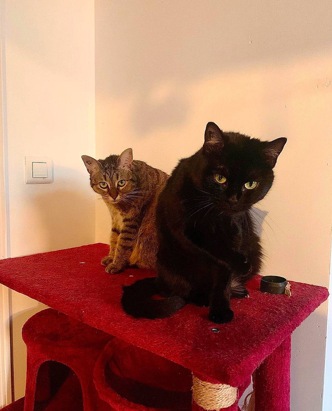 Lydie a rejoint le concours — aidez-le/la à gagner de superbes lots ! black_cat, bombay, carnivore, cat, cat_furniture, cat_supply, comfort, domestic_short_haired_cat, felidae, flooring, fur, hardwood, pet_supply, rectangle, small_to_medium_sized_cats, snout, table, tail, whiskers, wood