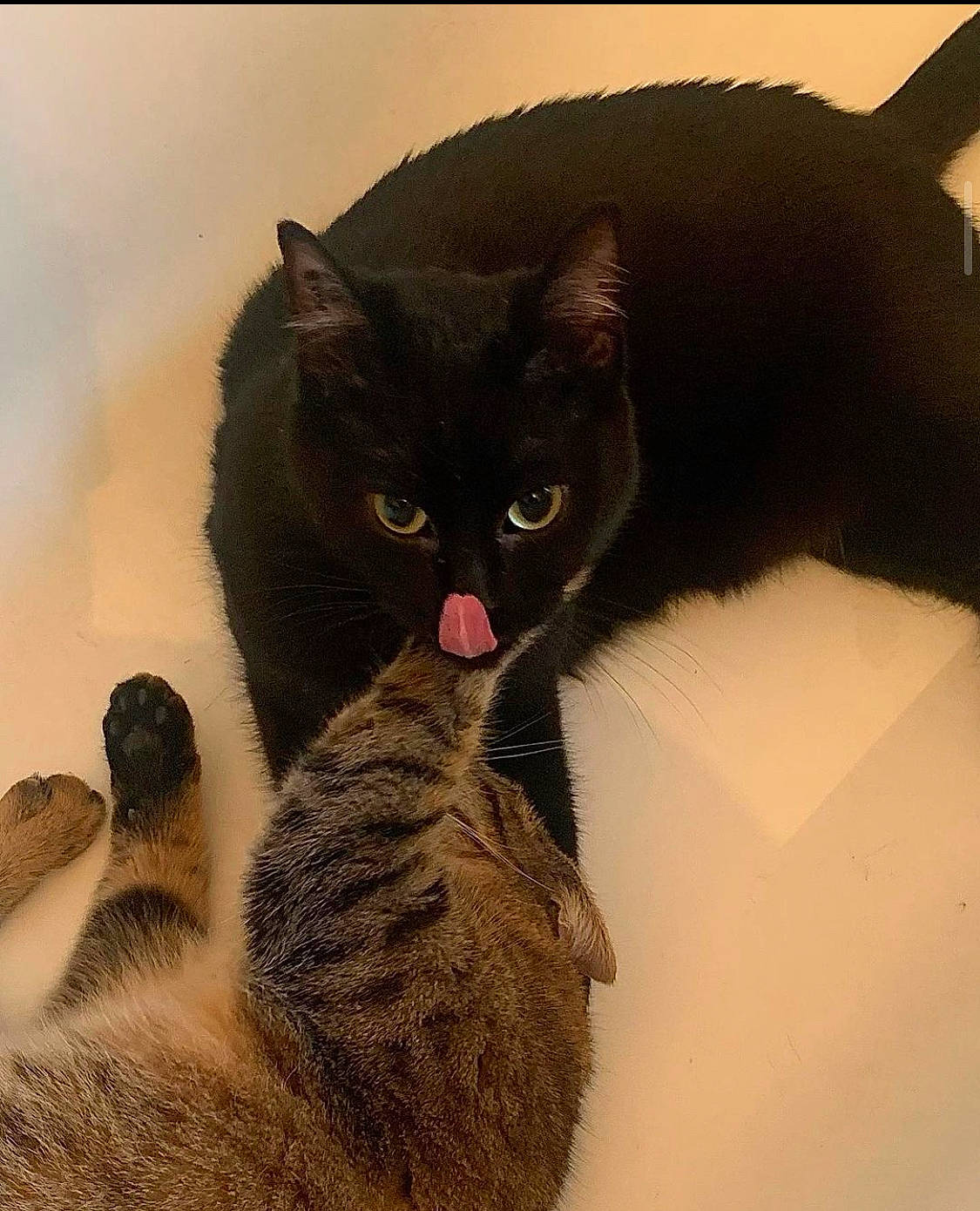 Lydie a rejoint le concours — aidez-le/la à gagner de superbes lots ! black_cat, carnivore, cat, cat_bed, cat_toy, claw, comfort, domestic_short_haired_cat, felidae, fur, grey, mammal, paw, small_to_medium_sized_cats, tail, tree, vertebrate, whiskers