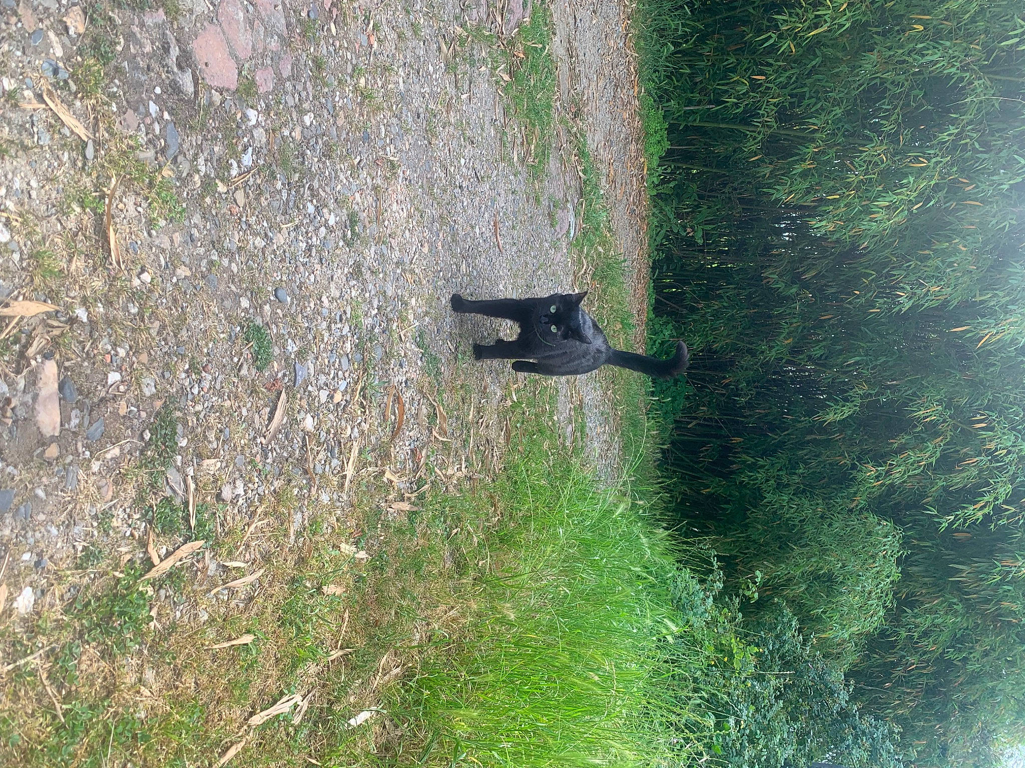 Saxa participe au concours pour gagner de l'argent avec cette photo : grass, grass_family, grassland, groundcover, landscape, plant, shadow, shrub, soil, sporting_group, tail, tree, trunk, vegetation, water, wildlife