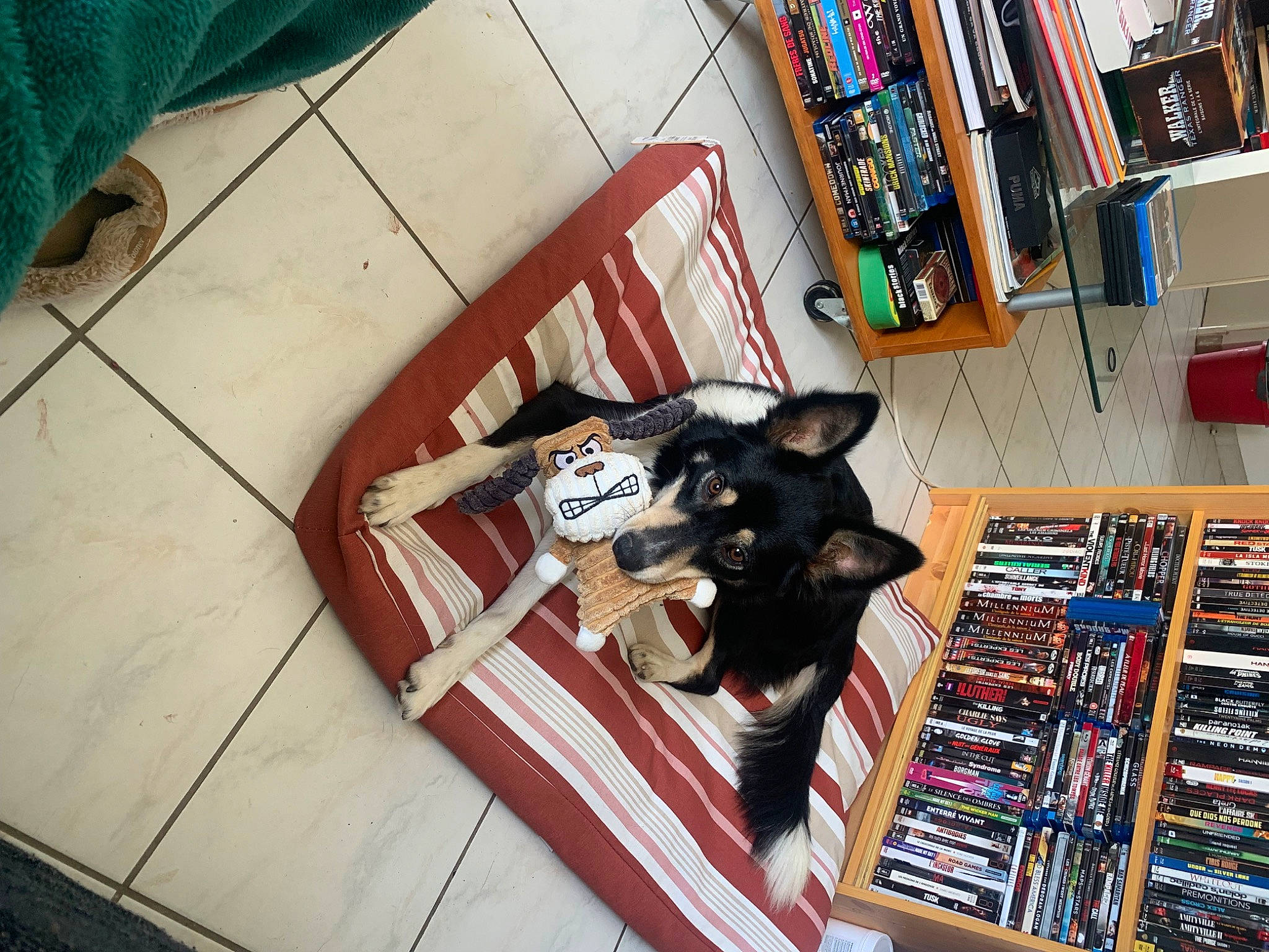 Saxa participe au concours pour gagner de l'argent avec cette photo : book, bookcase, carmine, carnivore, chair, companion_dog, dog, dog_breed, felidae, flooring, fun, hardwood, library, publication, retail, room, shelf, shelving, snapshot, wood