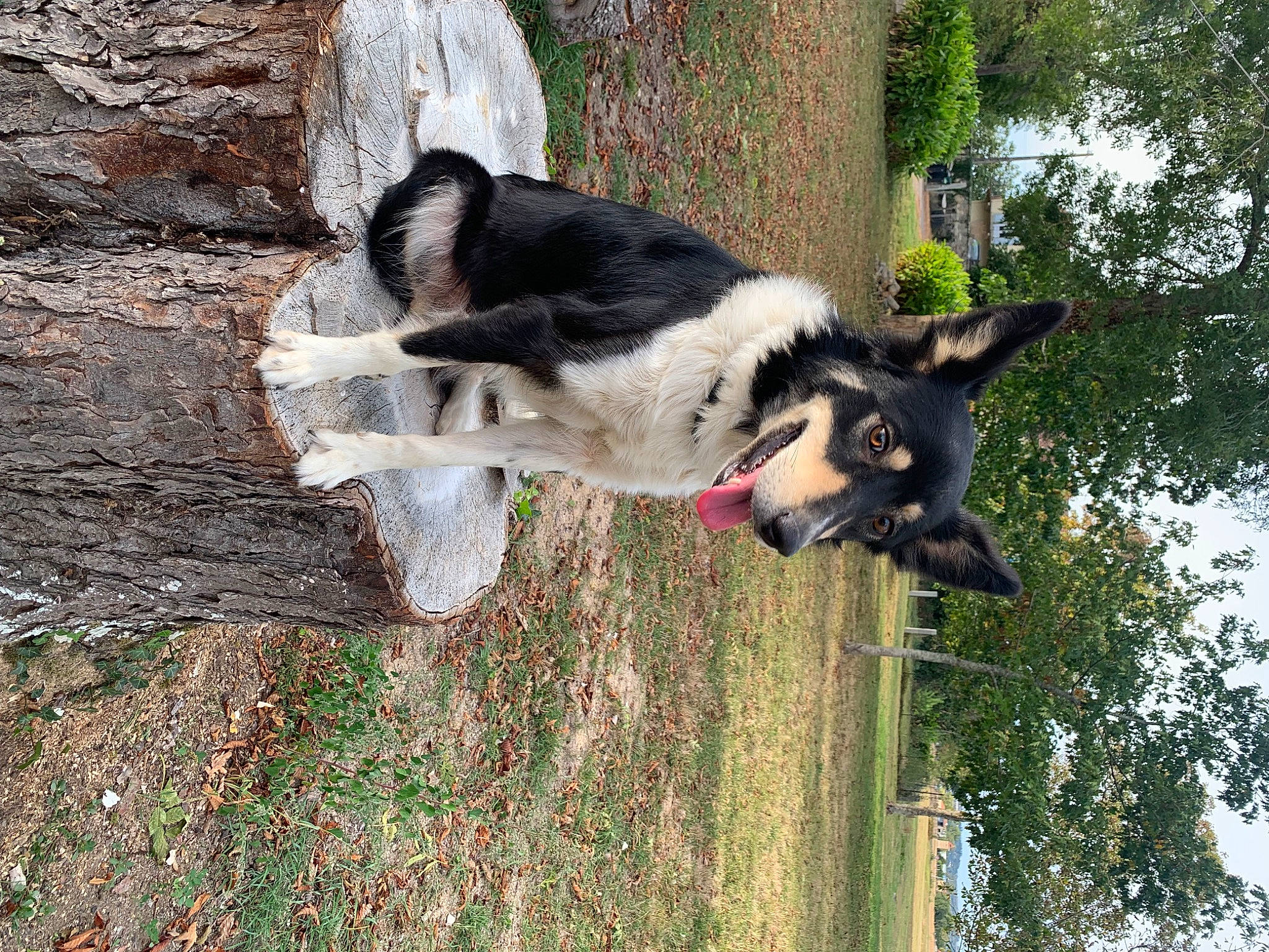 Saxa participe au concours pour gagner de l'argent avec cette photo : canidae, carnivore, companion_dog, dog, dog_breed, grass, old_german_shepherd_dog, pet_supply, plant, sporting_group, tail, tree, trunk, wood, working_animal, working_dog