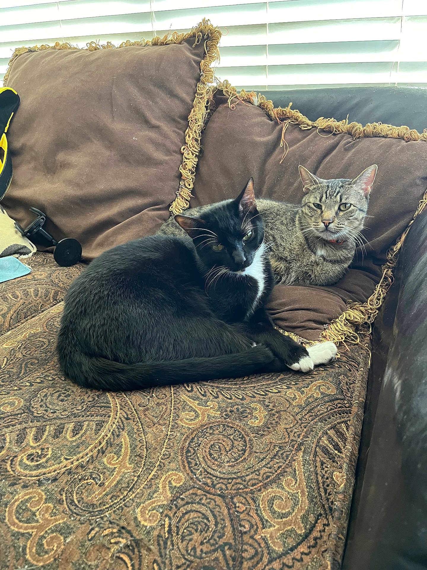 Boots joined the competition — help win amazing prizes! cat, black_and_white_cat, tabby_cat, couch, cushion, patterned_fabric, indoor, pet, animal, fur, relaxed, resting, window_blinds, home, cozy, two_animals, whiskers, ears, tail, domestic