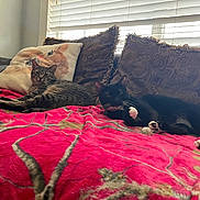 Bosco joined the competition — help win amazing prizes! cat, tabby_cat, black_cat, couch, blanket, pillow, window, indoor, pet, relaxed, animal, fur, whiskers, resting, cozy, home, furniture, daylight, living_room, domestic