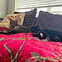 cat, tabby_cat, black_cat, couch, blanket, pillow, window, indoor, pet, relaxed, animal, fur, whiskers, resting, cozy, home, furniture, daylight, living_room, domestic