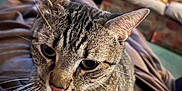 Bosco is registered to the contest to win money with this photo: cat, tabby_cat, close_up, indoor, pet, whiskers, fur, blanket, living_room, couch, furniture, relaxing, cozy, animal, mammal, ears, eyes, nose, soft, domestic_cat